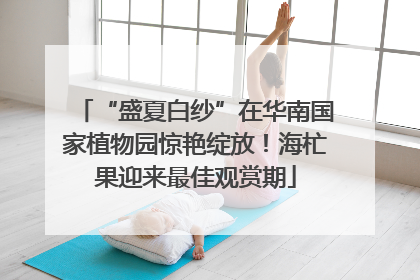 “盛夏白纱”在华南国家植物园惊艳绽放！海杧果迎来最佳观赏期