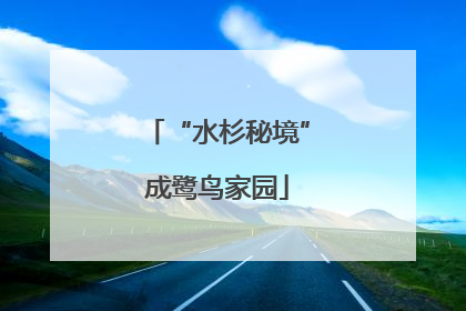 “水杉秘境”成鹭鸟家园