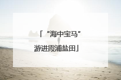 “海中宝马”游进霞浦盐田