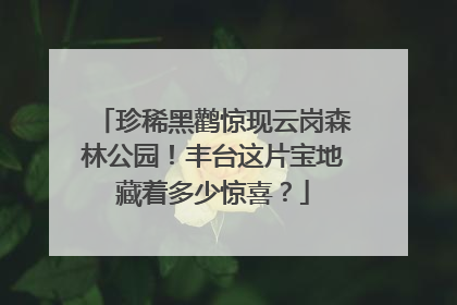 珍稀黑鹳惊现云岗森林公园！丰台这片宝地藏着多少惊喜？