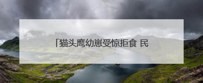 猫头鹰幼崽受惊拒食 民警“奶爸式”暖心投喂