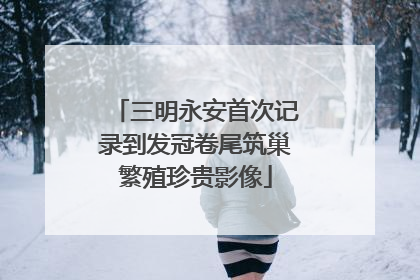 三明永安首次记录到发冠卷尾筑巢繁殖珍贵影像