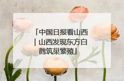 中国日报看山西｜山西发现东方白鹳筑巢繁殖