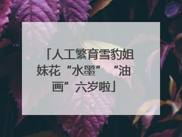 人工繁育雪豹姐妹花“水墨”“油画”六岁啦