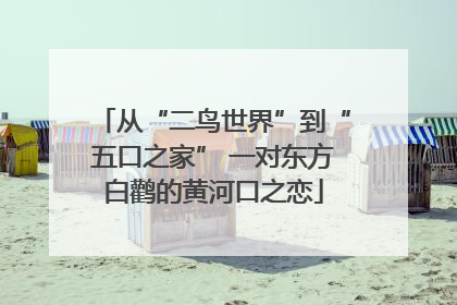 从“二鸟世界”到“五口之家” 一对东方白鹳的黄河口之恋