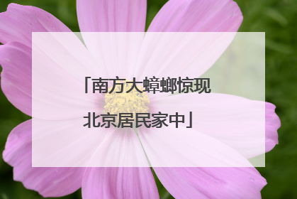 南方大蟑螂惊现北京居民家中