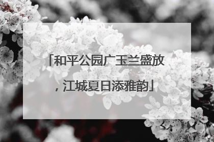 和平公园广玉兰盛放，江城夏日添雅韵