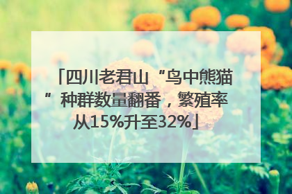 四川老君山“鸟中熊猫”种群数量翻番，繁殖率从15%升至32%