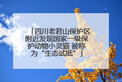 四川老君山保护区附近发现国家一级保护动物小灵猫 被称为“生态试纸”