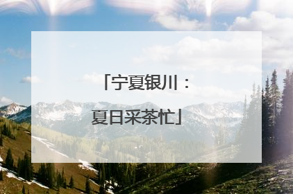 宁夏银川：夏日采茶忙