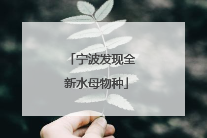 宁波发现全新水母物种