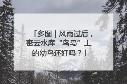 多图｜风雨过后，密云水库“鸟岛”上的幼鸟还好吗？