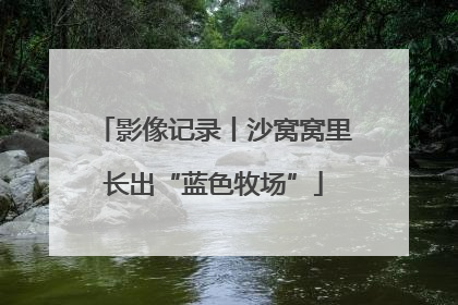 影像记录丨沙窝窝里长出“蓝色牧场”