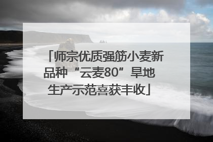 师宗优质强筋小麦新品种“云麦80”旱地生产示范喜获丰收