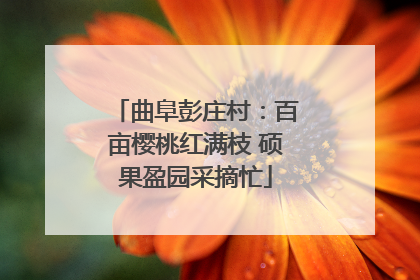 曲阜彭庄村：百亩樱桃红满枝 硕果盈园采摘忙