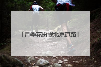 月季花扮靓北京道路