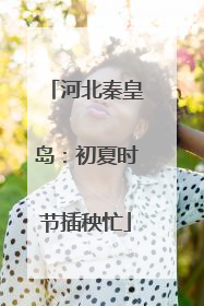 河北秦皇岛：初夏时节插秧忙