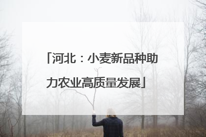 河北：小麦新品种助力农业高质量发展