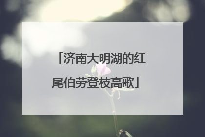 济南大明湖的红尾伯劳登枝高歌