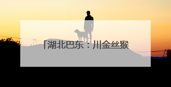 湖北巴东：川金丝猴种群数量稳步增加