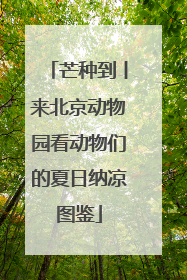 芒种到丨来北京动物园看动物们的夏日纳凉图鉴