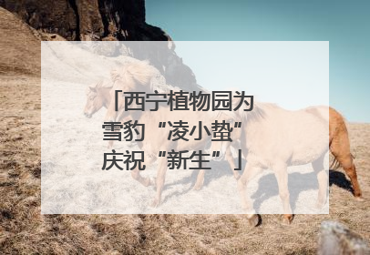 西宁植物园为雪豹“凌小蛰”庆祝“新生”
