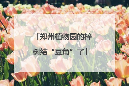 郑州植物园的梓树结“豆角”了