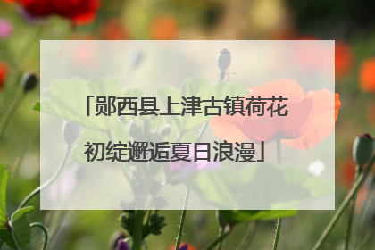 郧西县上津古镇荷花初绽邂逅夏日浪漫