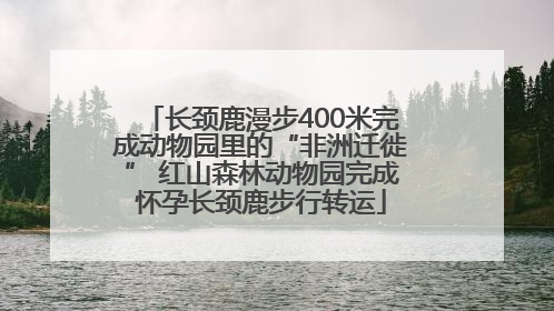 长颈鹿漫步400米完成动物园里的“非洲迁徙” 红山森林动物园完成怀孕长颈鹿步行转运