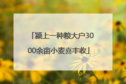 颍上一种粮大户3000余亩小麦喜丰收