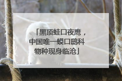 黑顶蛙口夜鹰，中国唯一蟆口鸱科物种现身临沧