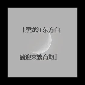 黑龙江东方白鹳迎来繁育期