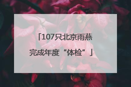 107只北京雨燕完成年度“体检”